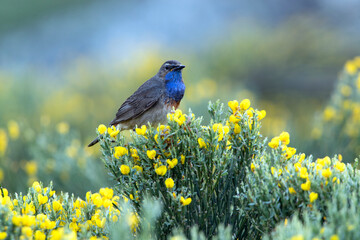 Male Bluethroat in the breeding season with the first light of dawn on a rock in its territory