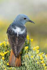Adult male of Rufous-tailed rock thrush with the first light of dawn in its breeding territory