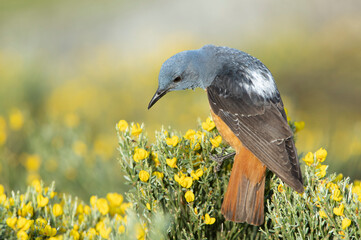 Adult male of Rufous-tailed rock thrush with the first light of dawn in its breeding territory