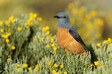 Adult male of Rufous-tailed rock thrush with the first light of dawn in its breeding territory