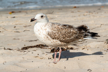 Seemöwen am Strand der Ostsee auf Nahrungssuche