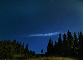 Fototapeta na wymiar Night photo of huge fir trees against the background of the starry sky. 