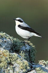 Adult male Northern wheatear in his breeding territory with the first light of dawn