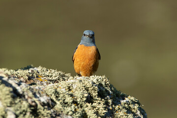 Adult male of Rufous-tailed rock thrush in its breeding territory with rutting plumage at first light of day