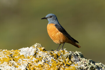 Adult male of Rufous-tailed rock thrush in its breeding territory with rutting plumage at first light of day