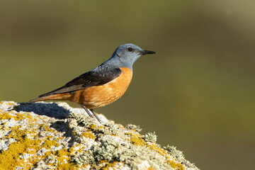 Adult male of Rufous-tailed rock thrush in its breeding territory with rutting plumage at first...