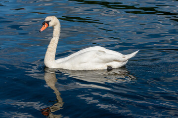 Höckerschwan auf einem See schwimmend