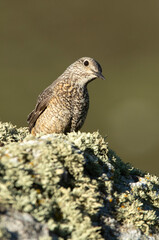 Rufous-tailed rock thrush adult female in early morning light in her breeding territory