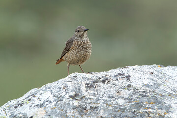Rufous-tailed rock thrush adult female in early morning light in her breeding territory