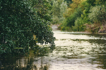 Tree on the river bank near the water during sunset