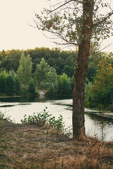 Tree on the river bank near the water during sunset