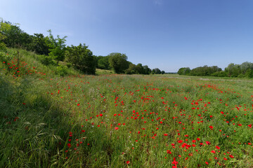 Poppies fields in the hills of the french Vexin regional nature park