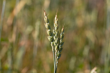 Three ripe spikelets of wheat in the field, harvest