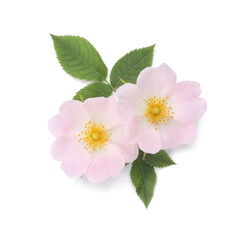 Beautiful rose hip flowers with leaves on white background, top view