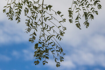 Feuillage sur fond de ciel nuageux