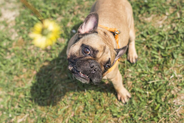 Obraz premium French bulldog dog stands in grass and looking at dandelion