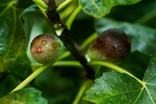 Dos higos en una higuera rodeados de hojas de higuera. Vista de frente y de cerca. Macro