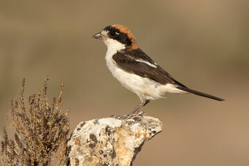 Woodchat shrike at your favorite perch in the last lights of the day