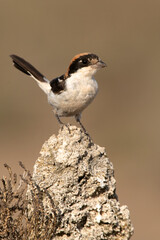 Woodchat shrike at your favorite perch in the last lights of the day