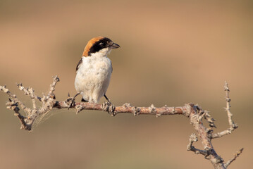 Woodchat shrike in the last lights of the afternoon at its favorite perch in its breeding territory