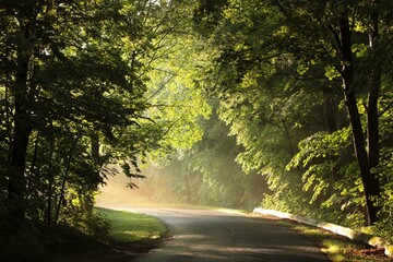 Obraz premium Maple trees along a rural road on a misty spring morning