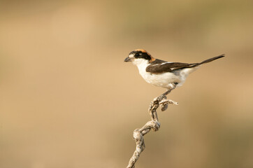 Male Woodchat shrike on his favorite perch in the late afternoon lights of a summer day