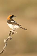 Woodchat shrike in the last lights of the afternoon at its favorite perch in its breeding territory