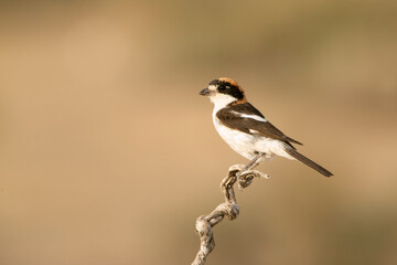 Woodchat shrike in the last lights of the afternoon at its favorite perch in its breeding territory