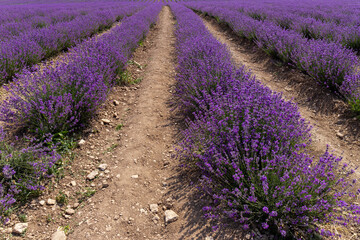 Obraz premium Blooming lavender in the summer. lavender blooming scented flowers.