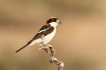 Woodchat shrike in the last lights of the afternoon at its favorite perch in its breeding territory