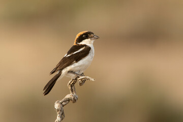 Woodchat shrike in the last lights of the afternoon at its favorite perch in its breeding territory