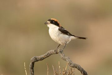 Woodchat shrike in the last lights of the afternoon at its favorite perch in its breeding territory