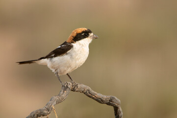 Woodchat shrike in the last lights of the afternoon at its favorite perch in its breeding territory
