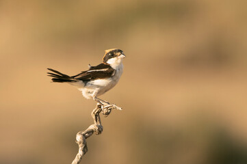 Woodchat shrike in the last lights of the afternoon at its favorite perch in its breeding territory
