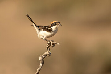 Male Woodchat shrike on his favorite perch in the late afternoon lights of a summer day