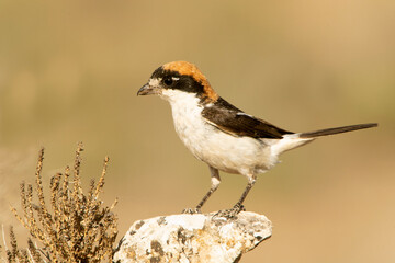 Male Woodchat shrike on his favorite perch in the late afternoon lights of a summer day