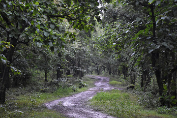 Forest Trails, Dandeli, Karnataka, India