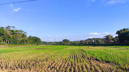 Fototapeta na wymiar photo of rice fields and forests in parakanmuncang area, Indonesia