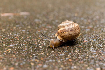 Grape snail on a stone, on a blurred background.