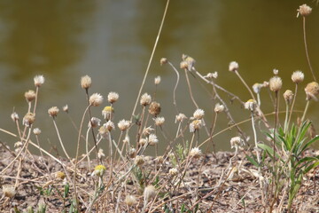 The plants near the river