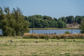 Geese in a park near sea