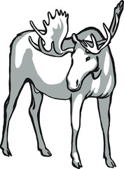 Elk black and white drawing of a horned animal, an inhabitant of the forest.