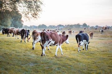 view of cows at autumn grass field