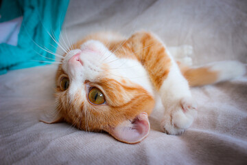 cat sleeping on the bed