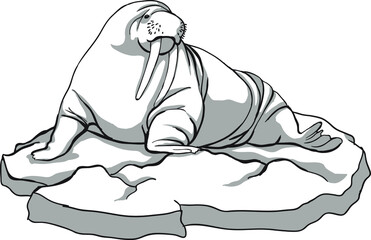 Big walrus on an ice floe, black and white, animals of the north