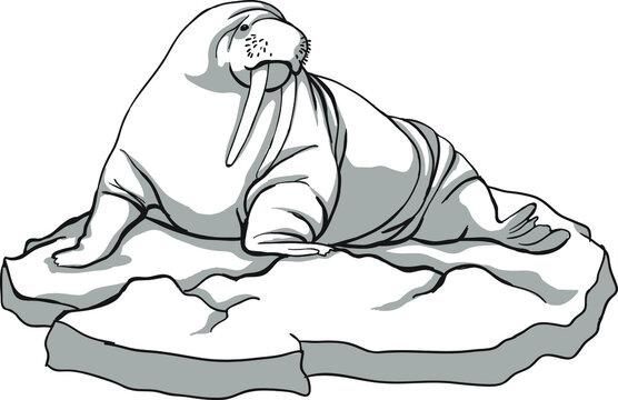 recommend clip art: Big walrus on an ice floe, black and white, animals of the north