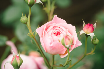 Light pink English garden rose in the garden at daytime