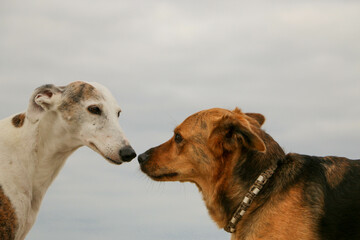 two kissing dogs at the beach