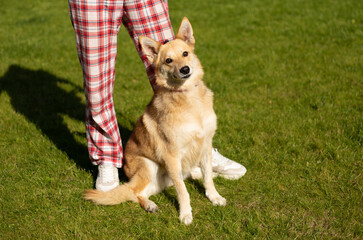 Beautiful happy funny dog is playing and having fun outdoors