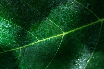 Textura de una hoja de higuera con gotas de agua. Vista de frente y de cerca. Macro